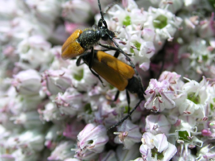 Flora en fauna