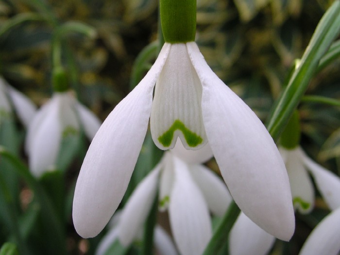 Flora en fauna